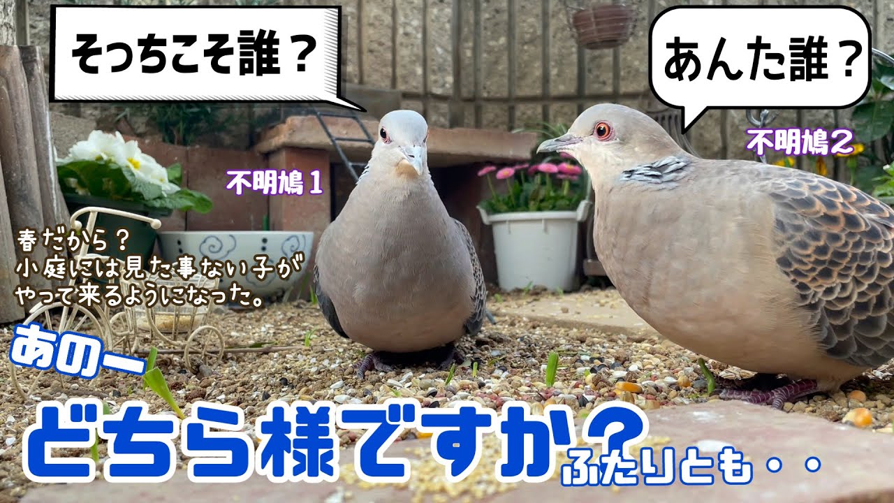 今日の小庭総集編(鳩数9羽)230403 - YouTube