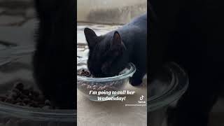 I will Call you Wednesday! #viral #catvideos #fypシ゚viral #cats #viral #cute #catshorts #catlovers