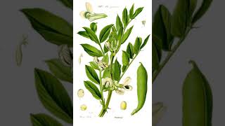 Broad Bean | Wikipedia audio article
