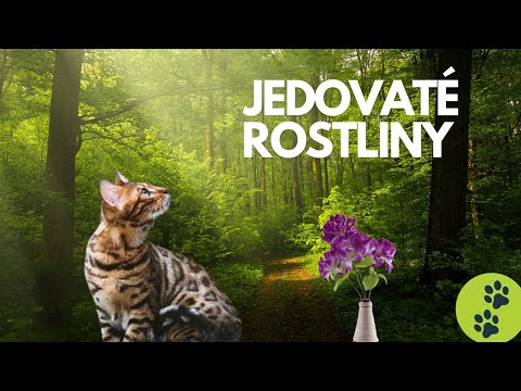 Video: Rostliny toxické pro kočky: Rostliny, které jsou pro kočky jedovaté