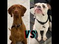 Tug of War I Samson vs Sako I Doggy Daycare