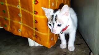 The Best Cute & Funny Cat Videos||Baby Cat Playing Video 🐈🐈🐈🐈