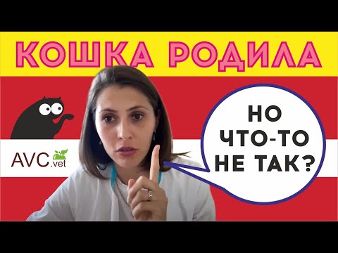 Кошка родила, но что-то не так? Советы ветеринарного врача!