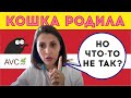 Кошка родила, но что-то не так? Советы ветеринарного врача!