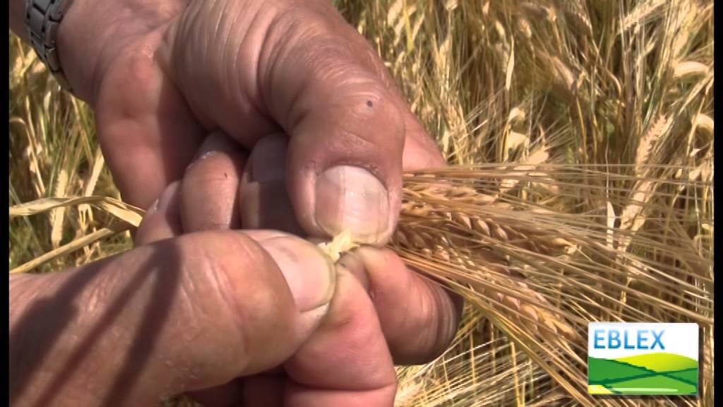 When to harvest barley for crimping
