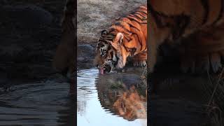 Orange Bengal Tiger drinking water from pond #nature #wildlife #tiger #wildcat #beautiful HA20722 Orange Bengal Tiger drinking water from pond #nature #wildlife #tiger #wildcat #beautiful HA20722