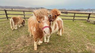 ☆お馬のLOVEちゃん☆ This foal is friendly to everyone, but will it be able to get