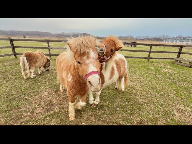 This foal is friendly to everyone, but will it be able to get