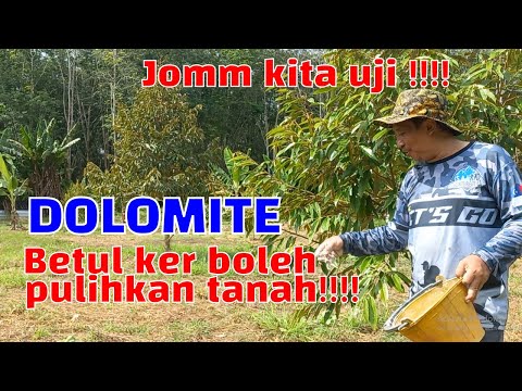 Video: Petua Membaja Pokok Limau: Bilakah Anda Menyuburkan Kapur