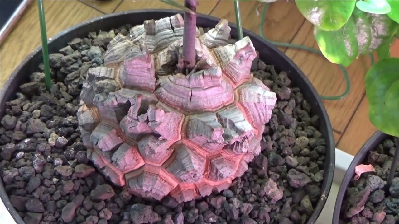 早い者勝ち！希少 ゲチリス ヴィローサ ケープバルブ 塊根 エリオ