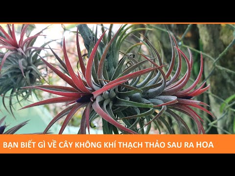 Video: Ý tưởng về vòng hoa cho cây không khí - Cách tạo vòng hoa cho cây không khí