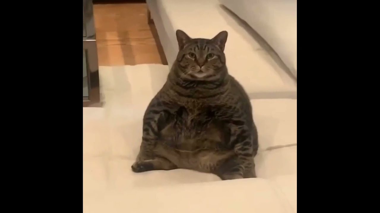 CHONK Funny Chonky Cats Compilation chonk chunkycat YouTube