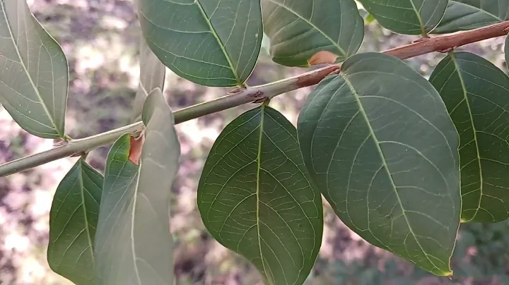 Where to cut crape myrtle to propagate