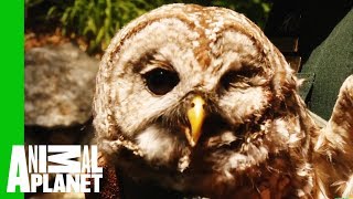 Rescuing An Injured Owl With Head Injuries From A Car Accident | North Woods Law