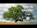 A year in the life of an oak tree  woodland trust