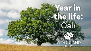 A year in the life of an oak tree | Woodland Trust