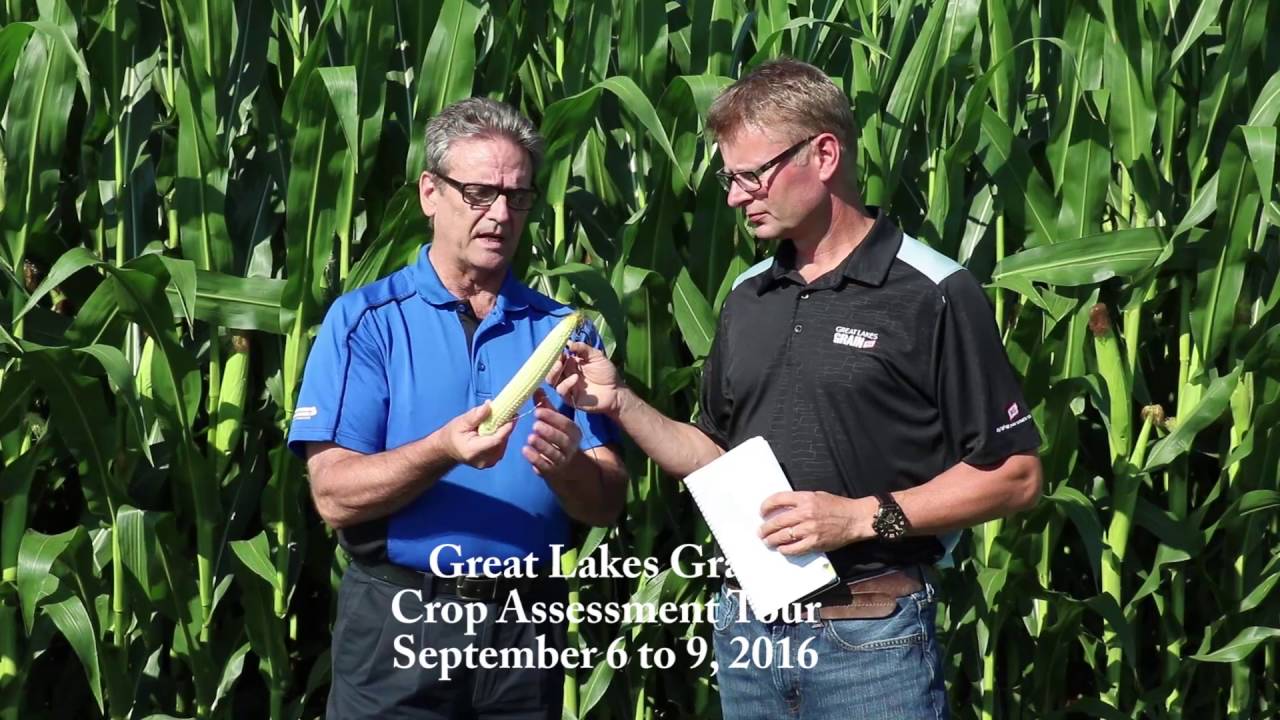 great lakes grain crop tour