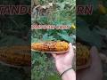 Tandoori Sweet Corn Ak Bar Jarur Try Kre Food Corn Cornrecipes Tandoori Sweet Corn Ak Bar Jarur Try Kre Food Corn Cornrecipes