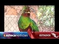 Preserva quetzales zoológico de Chiapas