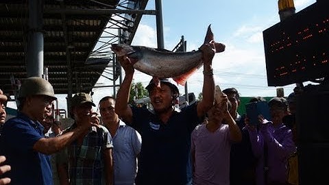 Chán xài tiền lẻ, tiền xu tài xế mang cả cá tra ra 