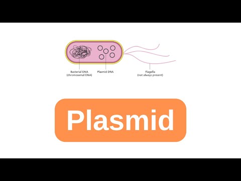 Video: Chèn plasmid là gì?