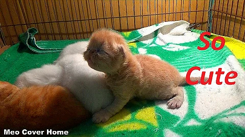 Video 3969711: best cat kitten, cat kitten cute, newborn kittens, cute kitten eyes, kitten funny