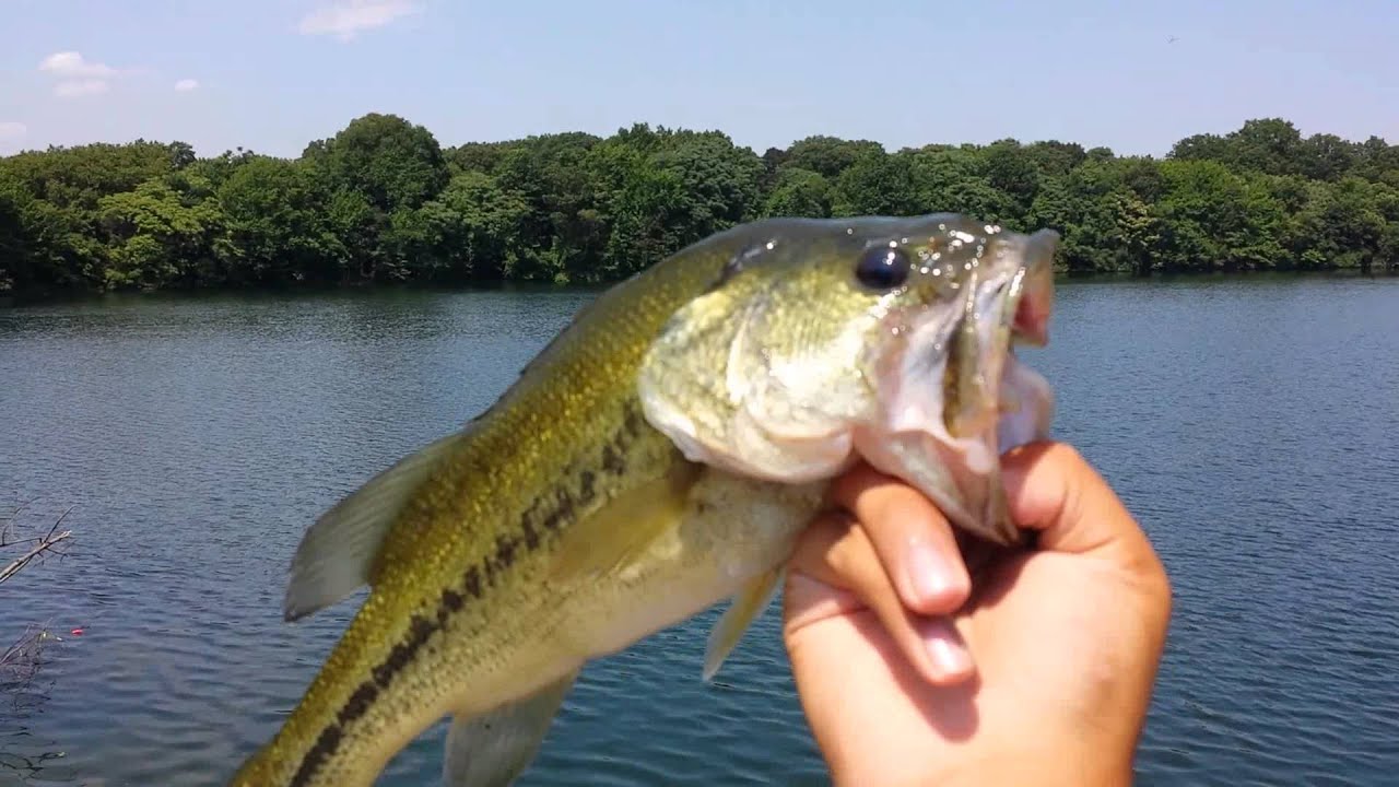 bait-for-largemouth-bass-hot-polish-pussy
