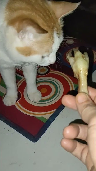 Ada ya kucing dikasih ceker ayam ditolak❗#kucingbekasi #kucingmanja #catlover #viral #short