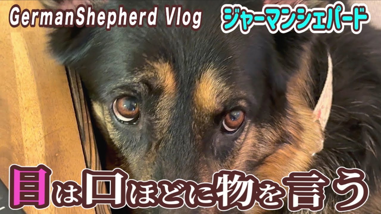 人と犬が暮らし始めたきっかけは目👀？？知れば知るほど面白い犬との関係【ジャーマンシェパード】