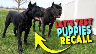 Let's Test My Puppies Recall   Cane Corso Puppy
