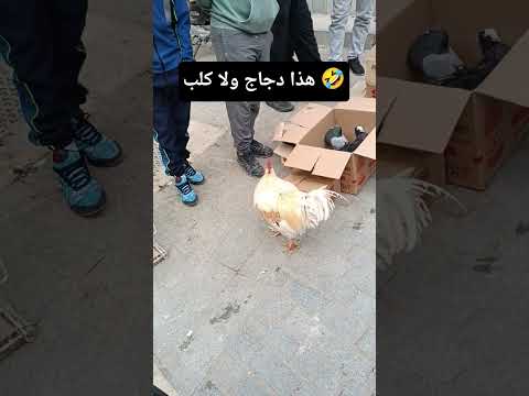 فاش كيكون عندك الدجاج هو في الحقيقة كلب