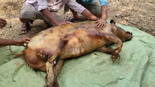 Cooking Pig Meat/Pig Meat Recipe/Nepali Village Life/Fishing Man