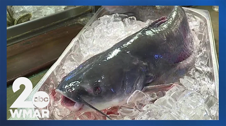 Another step in battling the invasive blue catfish