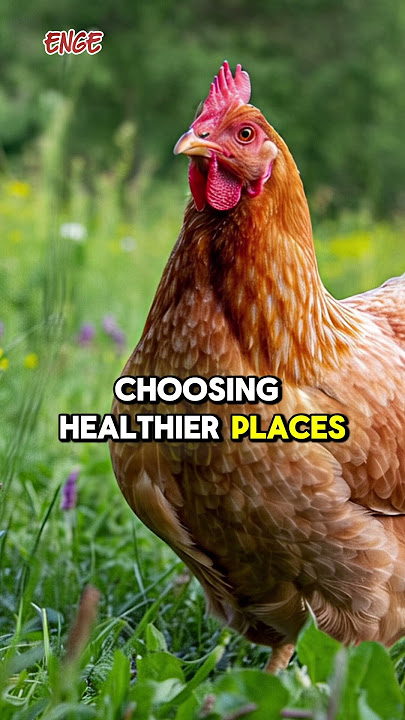 THE HEN  &  THE CLEAN  WORM #shortvideo #cartoon #fairytalesstory #fabel #fairytales #hen #worms
