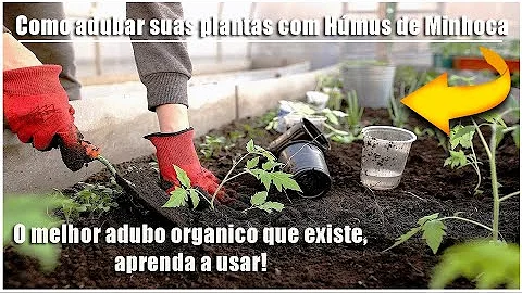 Como se deve usar húmus de minhoca nas plantas?