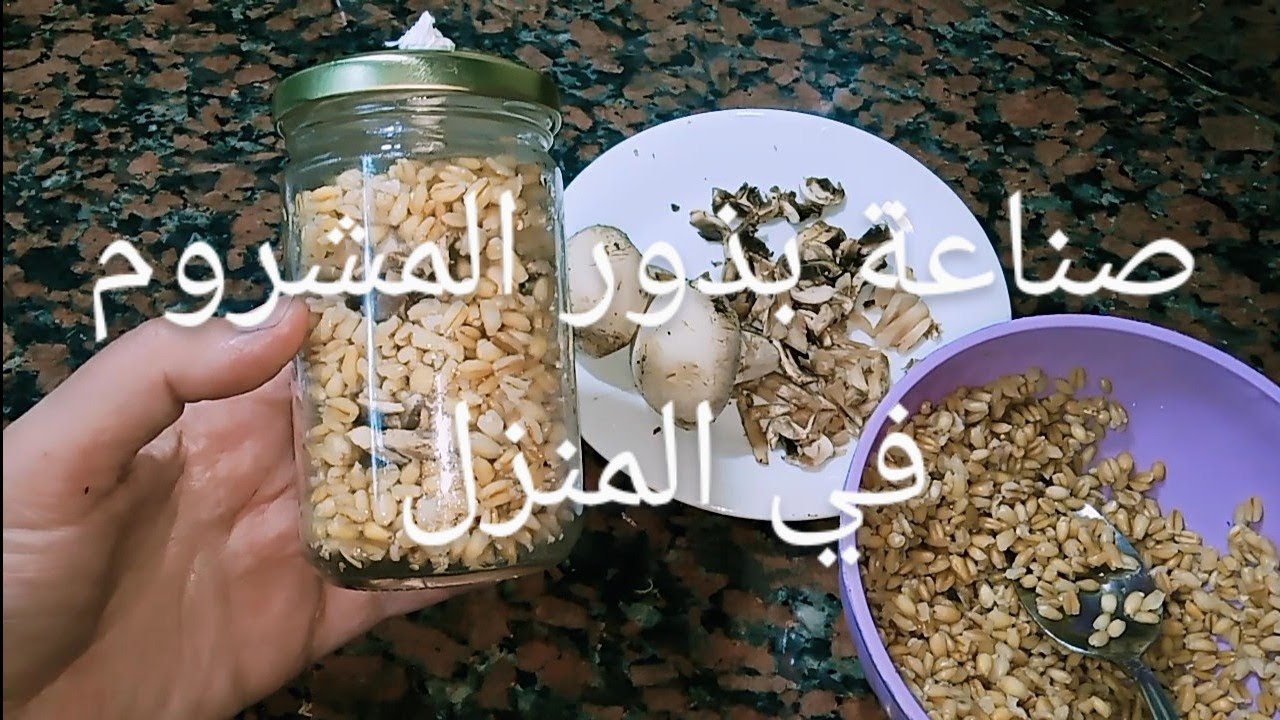 Приготовление семян грибов в домашних условиях