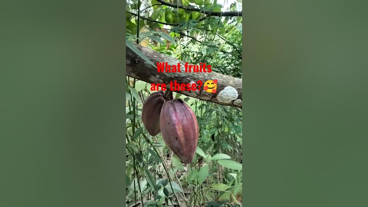 what-fruits-are-these-youtubeshorts-farmfruits-viralvideo