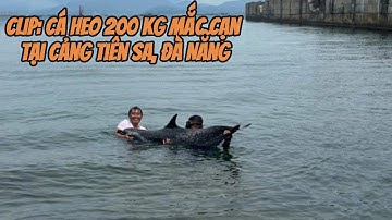 CLIP: Cá heo 200 kg mắc cạn tại cảng Tiên Sa, Đà Nẵng | Tin Nóng