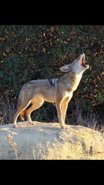 Coyote Sounds of Barking and Yipping | Canis latrans Sounds