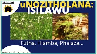 UNozitholana: Isilawu semizi emininzi. Mhlawumbi nakowenu sisilawu senu...