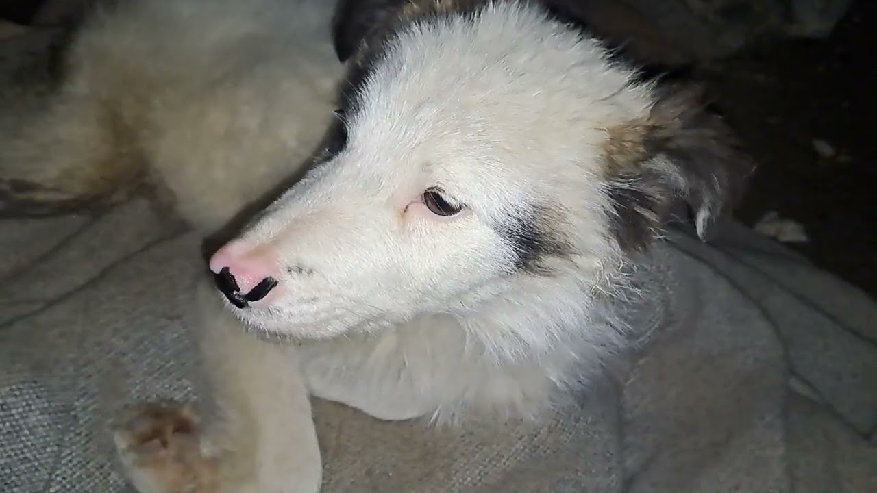 FEVRALUSHKA DARLING DOSTI DOG 🐕 THANKS ❤️ Здравствуйте Зрители в Ютуб Канал Вам спасибо Кто Смотрят