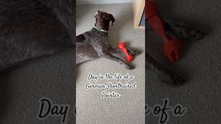 Day in the life of a German Shorthaired Pointer #dog #germanshorthairedpointer