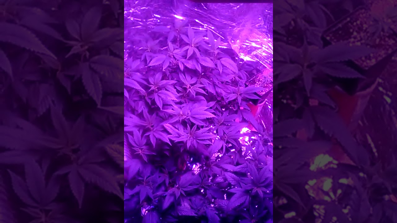 1200 watt king plus led first indoor grow veg week 8