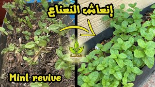 إنعاش وتجديد نبات النعناع |  Mint plant revive