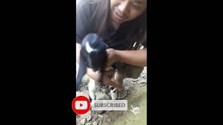 story wa kambing cempe jumbo