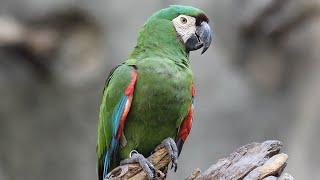 Каштановолобый ара (англ. Сhestnut fronted macaw)