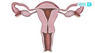 Çift Rahim Uterus Didelfis Nedir?