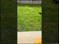 Lawn maintenance 💚 home chores ✅ #agreeinchrist #lawn #lawnmaintenance #vlog
