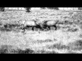 Art of smhickel two male elks face each other bw