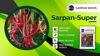 Sarpan Super Byadagi chilli Seeds No.1 Crop